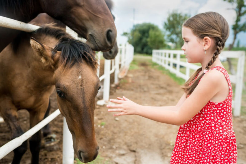 Dürfen Pferde Gurken Essen? (Portionen, Vorteile, Risiken) Rekord Tiere